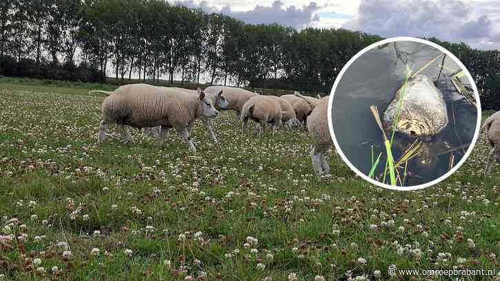 Vijf schapen gestolen uit weiland, eigenaar vindt hun koppen in de sloot