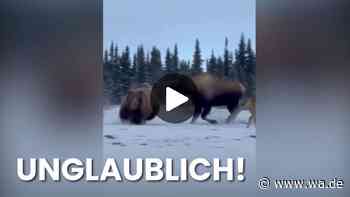 Beeindruckender Kampf: Wie ein Grizzly von einer Elch-Mutter in die Flucht gezwungen wird
