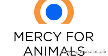 Inside the Egg Industry: Mercy For Animals Investigation Documents the Killing of Newly Hatched Male Chicks