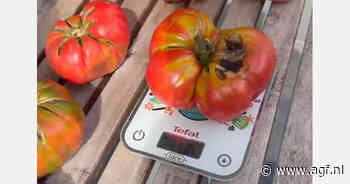 Tomaten tot anderhalve kilo in Borchtlombeek