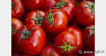 Gratis Passata-Party's in Den Haag voor overtollige tomaten