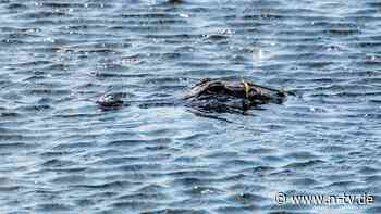 Tier um die drei Meter lang: Alligator beißt Jugendlichen beim Schwimmen in US-Gewässer