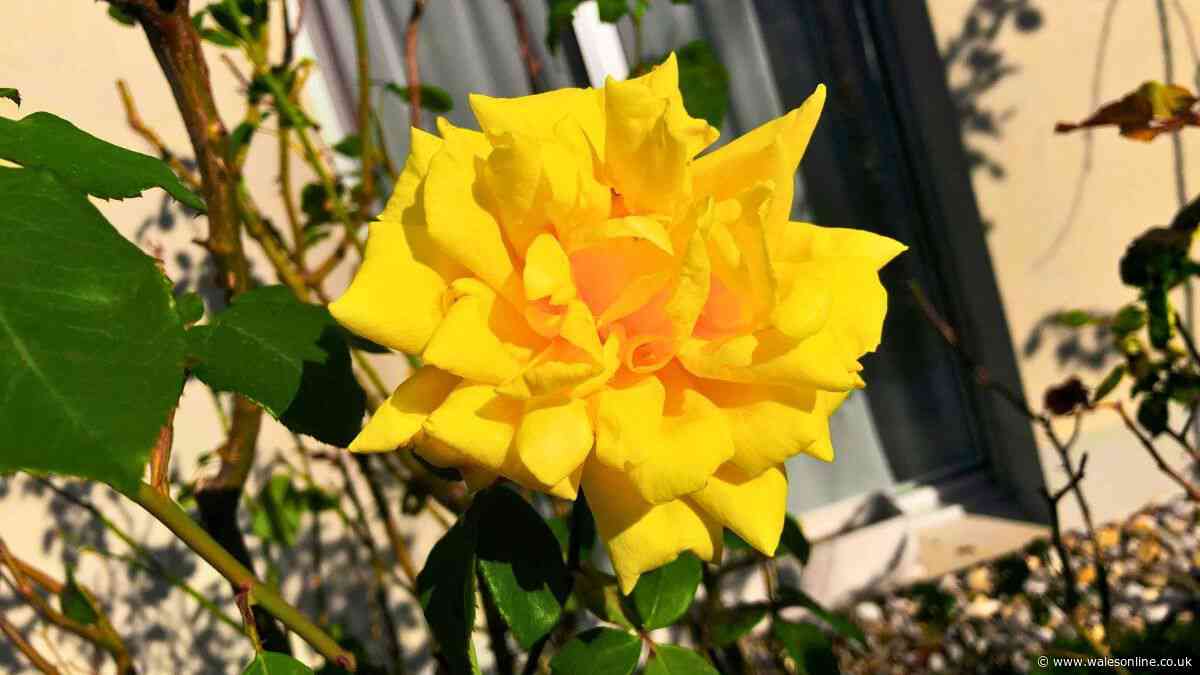 Roses will stay healthy and pretty in September if you remove 1 natural item from the garden