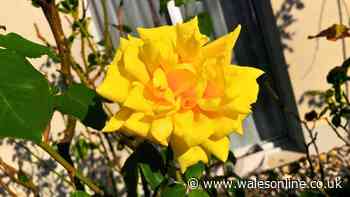 Roses will stay healthy and pretty in September if you remove 1 natural item from the garden