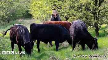 Cows lose calves after suspected dog chase