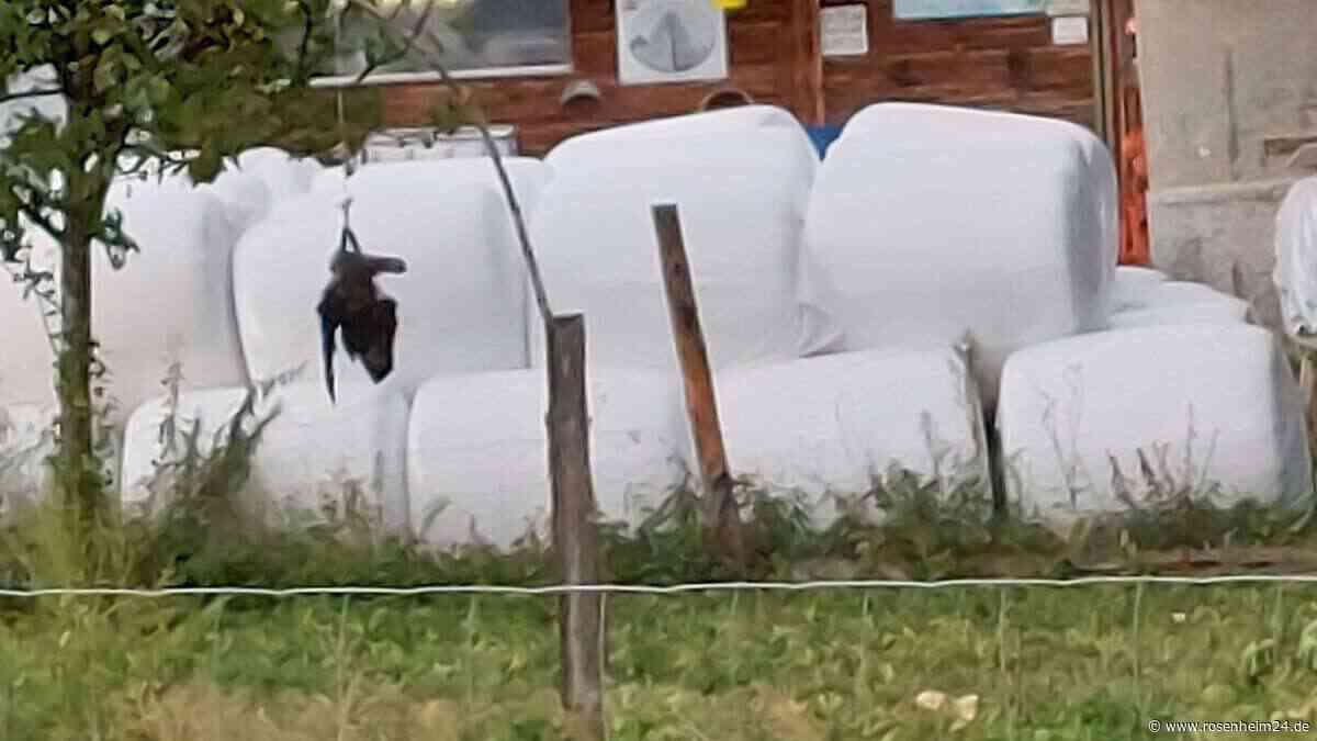 Krähe in Brannenburg aufgehängt: Tierschutzverein PETA erstattet Anzeige