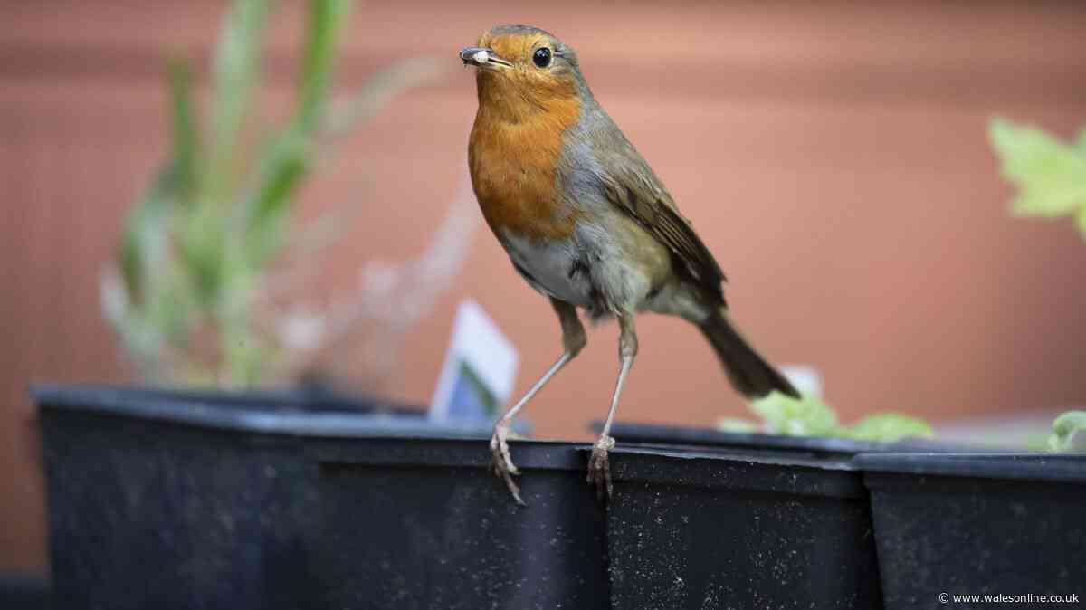 Feed robins one food in September to keep them coming back to your garden