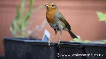 Feed robins one food in September to keep them coming back to your garden