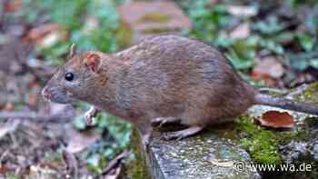 Ratten im Garten vertreiben: Dieser Haushaltsgegenstand hilft wirklich