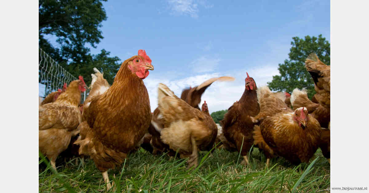 Onderzoek naar geïntegreerde aanpak worminfecties bij bio-leghennen