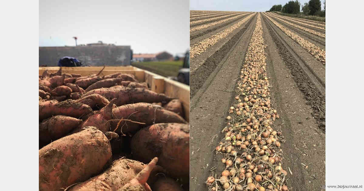 "Met Agrirootz hebben we onze opslagprocessen voor uien en aardappelen veel beter onder controle"