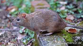 Ratten im Garten vertreiben: Dieser Haushaltsgegenstand hilft wirklich