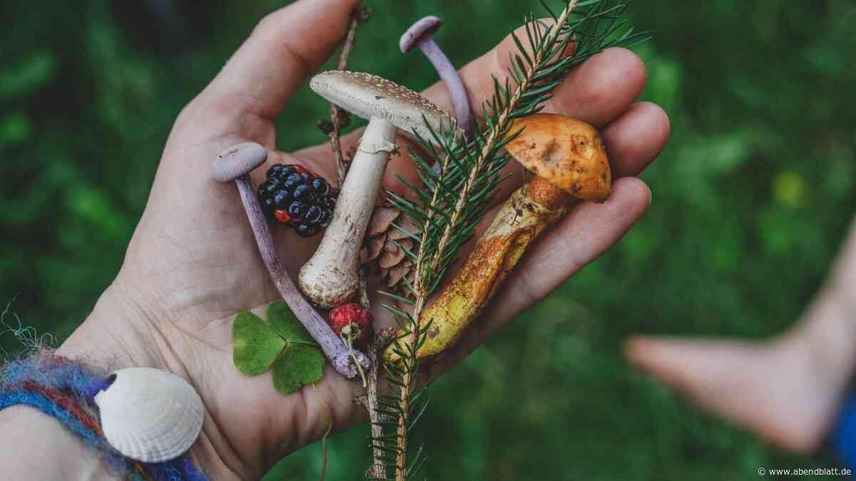 Finger weg vom Knollenblätterpilz – Wie Laien sicher Pilze sammeln