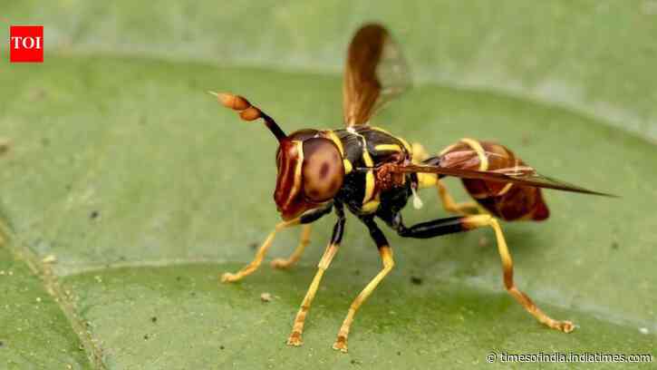 Meet Franklin Howley-Dumit Serulle, whose online insect photo helped reveal a new hoverfly