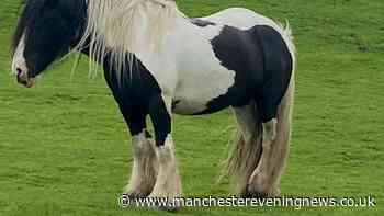 Campers in Rochdale issued warning after Frank the horse found close to death