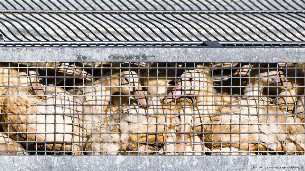 Vogelgrippe trifft Frankreichs Foie-gras-Branche: 7.600 Enten gekeult – Industrie unter Druck