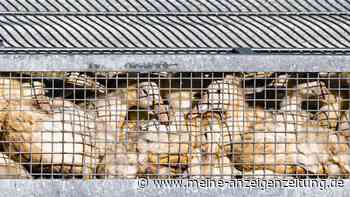 Vogelgrippe trifft Frankreichs Foie-gras-Branche: 7.600 Enten gekeult – Industrie unter Druck