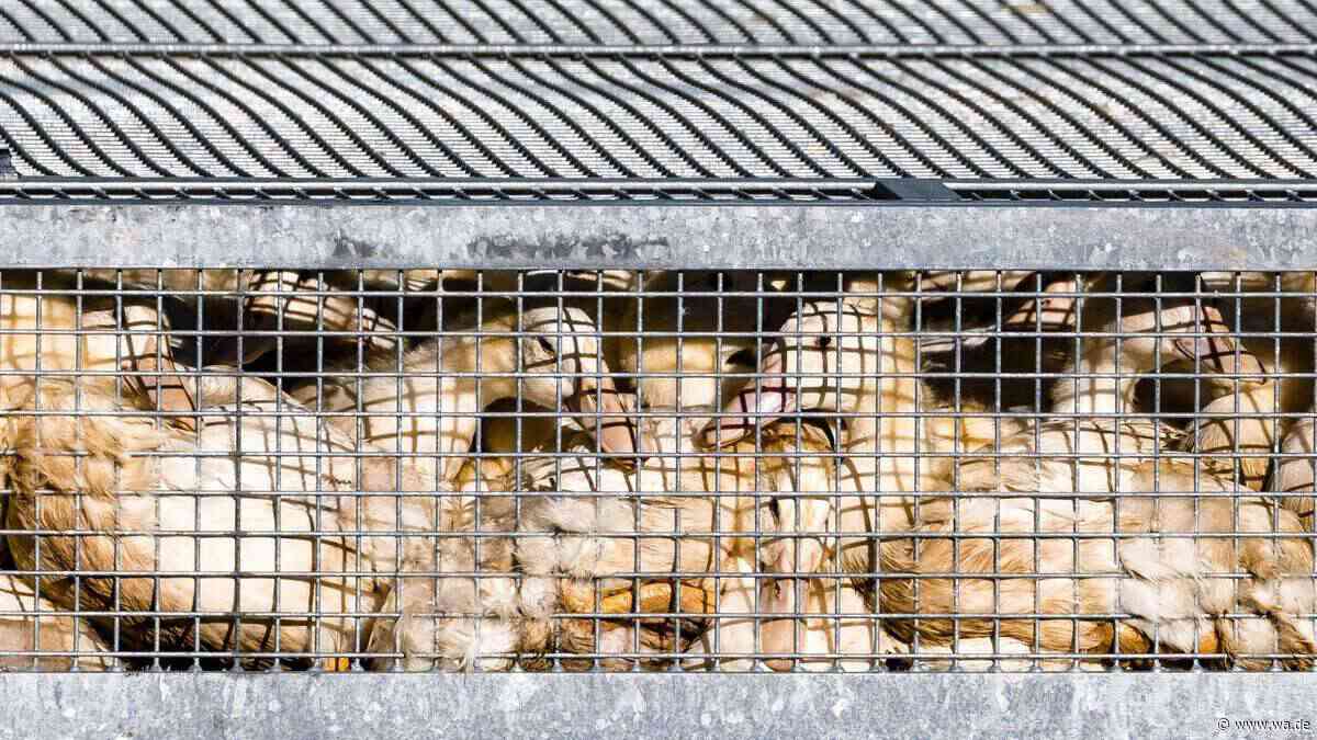 Vogelgrippe trifft Frankreichs Foie-gras-Branche: 7.600 Enten gekeult – Industrie unter Druck