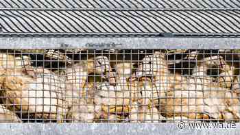 Vogelgrippe trifft Frankreichs Foie-gras-Branche: 7.600 Enten gekeult – Industrie unter Druck