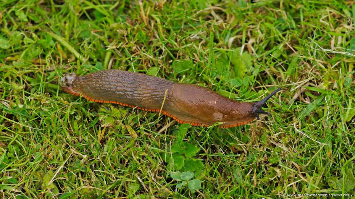 Gardeners urged to plant one flower that slugs 'hate' to keep them away from gardens
