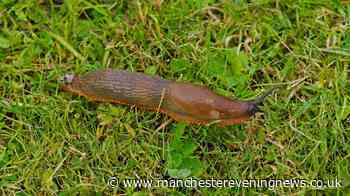 Gardeners urged to plant one flower that slugs 'hate' to keep them away from gardens