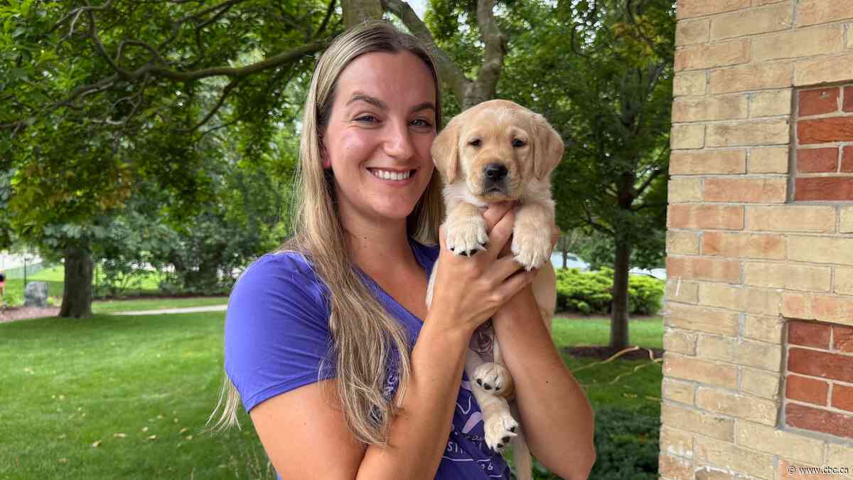 National Service Dogs need volunteers to help raise dogs and puppies