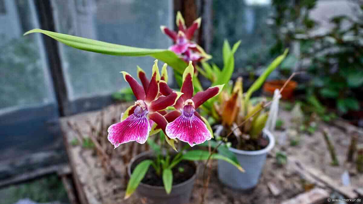 Orchideen richtig düngen: Drei Hausmittel wirken erstaunlich gut