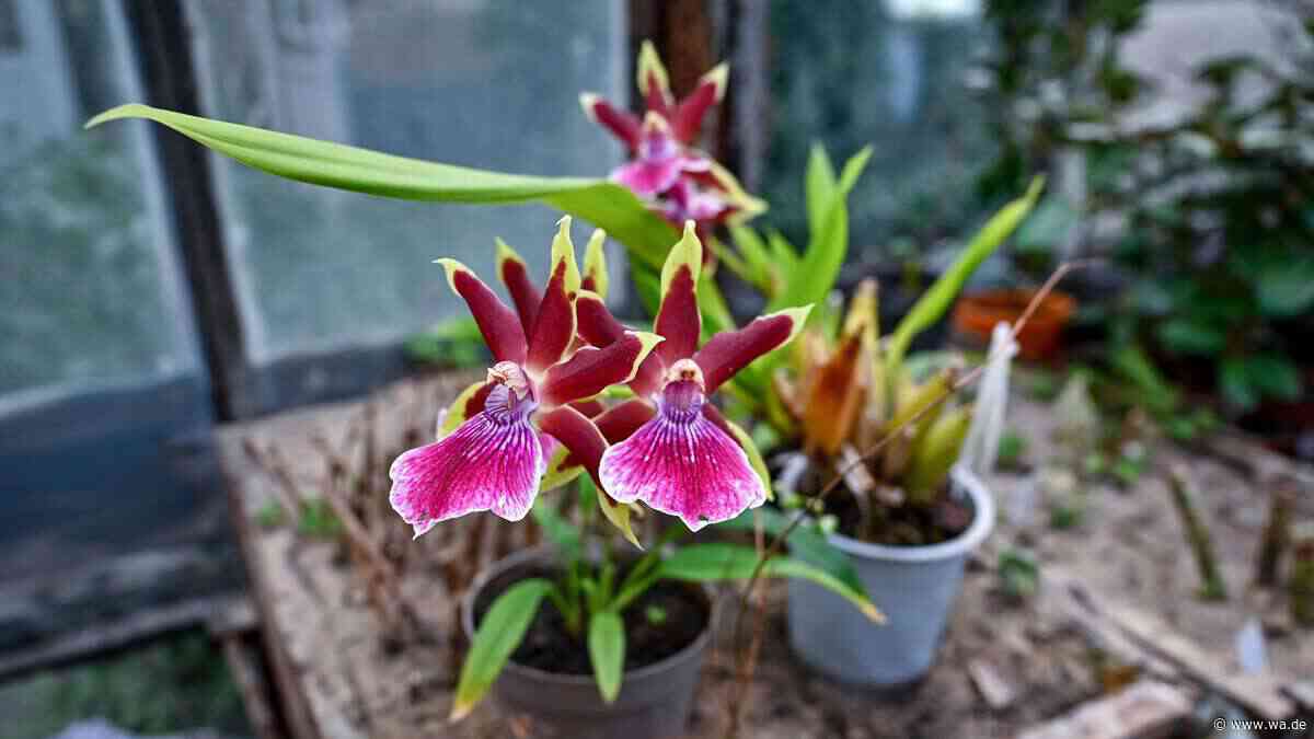 Orchideen richtig düngen: Drei Hausmittel wirken erstaunlich gut