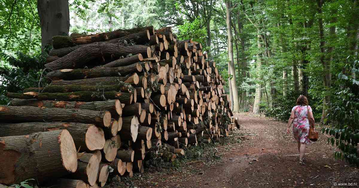 Son en Breugel kapt bijna 700 ‘onveilige’ bomen