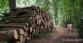 Son en Breugel kapt bijna 700 ‘onveilige’ bomen