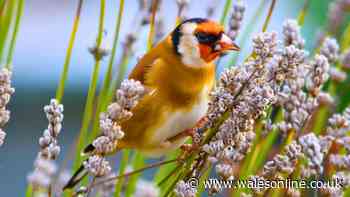 Goldfinches will keep returning if you grow common garden plant in September