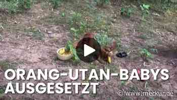Fünf Orang-Utan-Babys im Wald ausgesetzt – Behörden gehen von illegalem Tierhandel aus