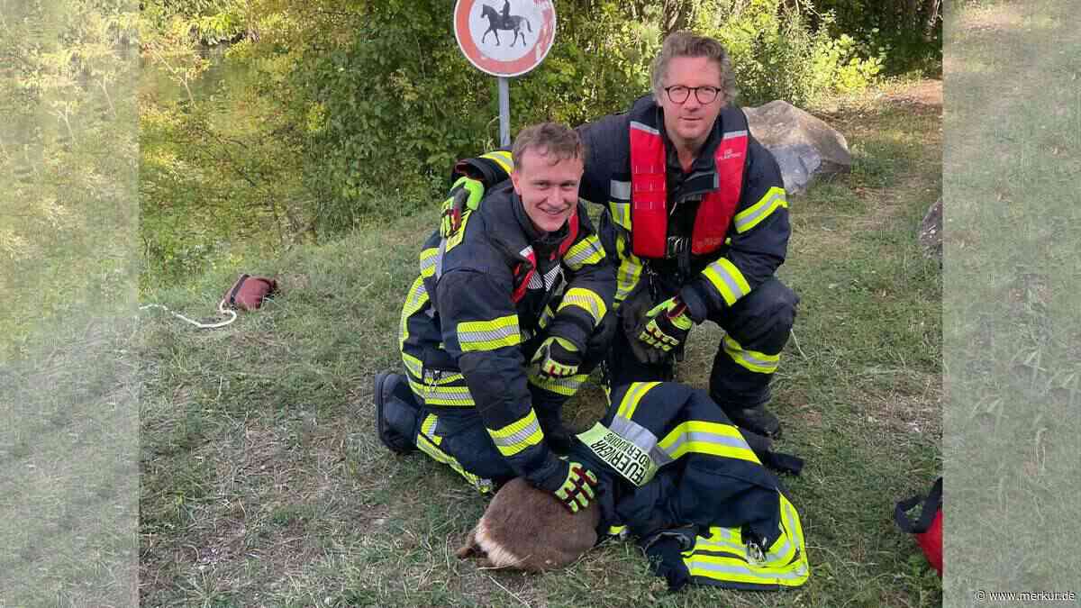 Feuerwehr rettet Reh aus Kanal – Bürgermeister packt selbst mit an