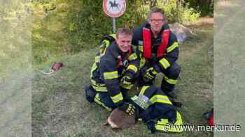 Feuerwehr rettet Reh aus Kanal – Bürgermeister packt selbst mit an