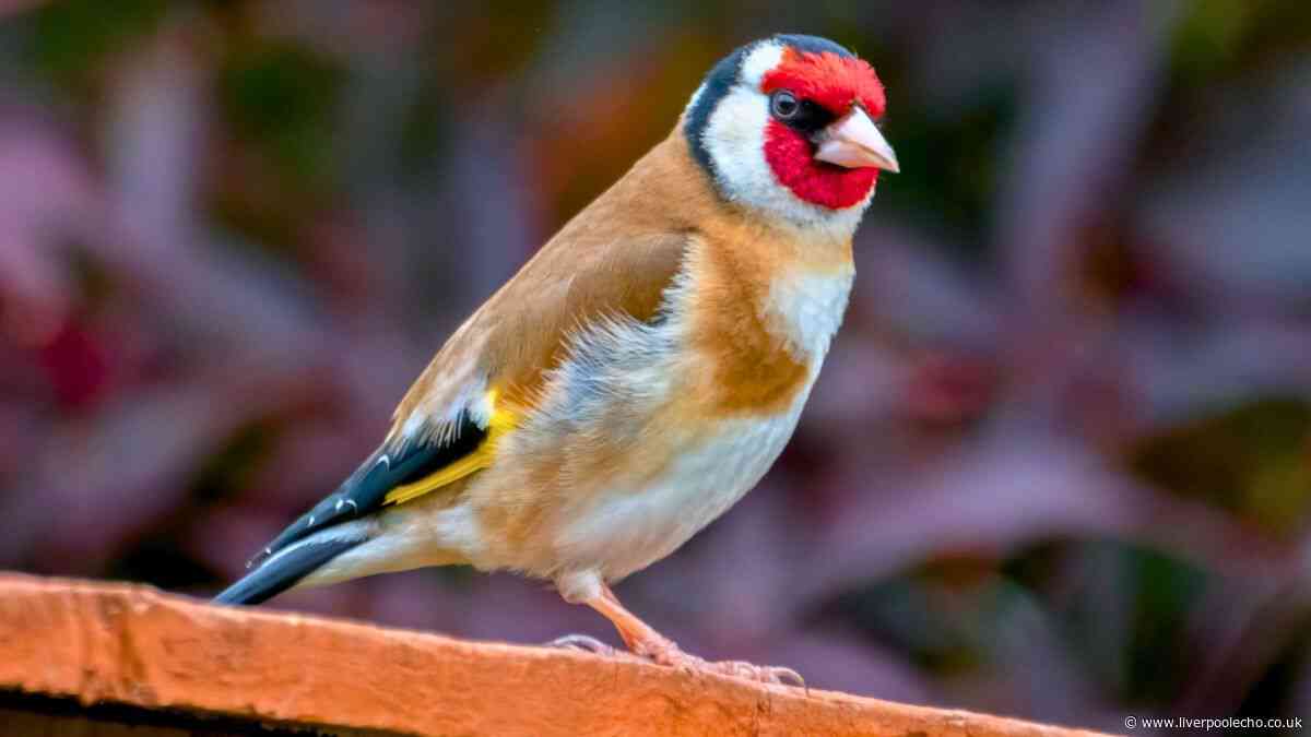 Anyone who wants to see goldfinches in their garden should grow 1 common plant now