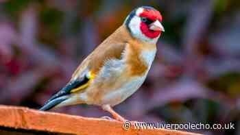 Anyone who wants to see goldfinches in their garden should grow 1 common plant now
