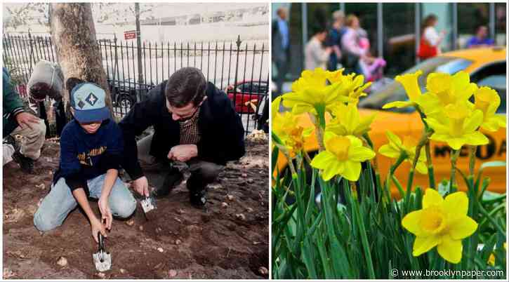 ‘A spark of hope’: 25 years after 9/11, the Daffodil Project keeps blooming