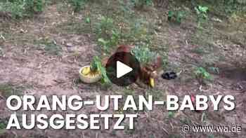 Fünf Orang-Utan-Babys im Wald ausgesetzt – Behörden gehen von illegalem Tierhandel aus