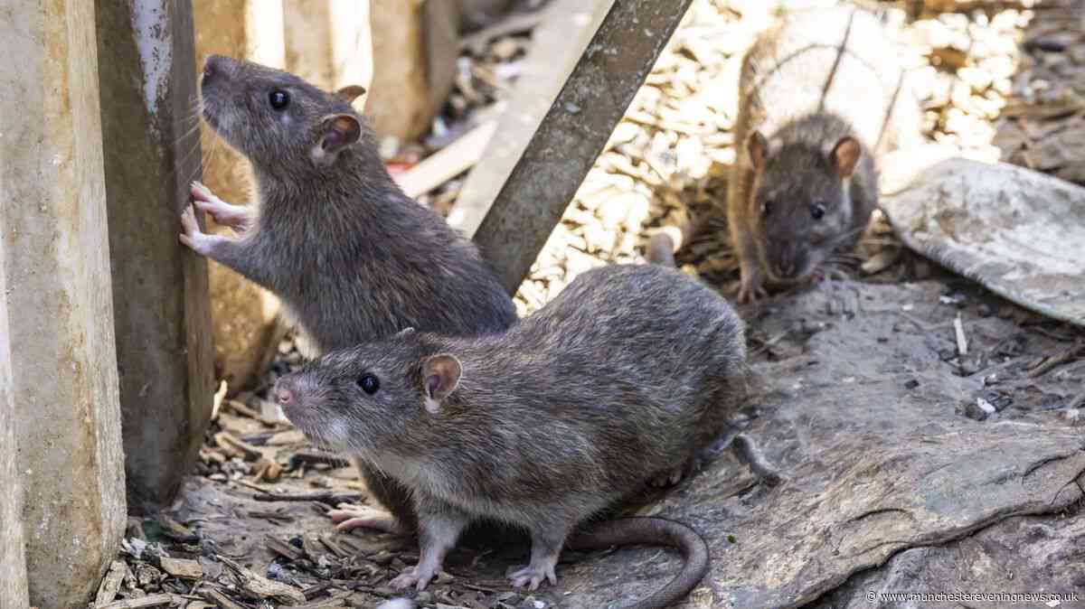 Rats will 'abandon' bins if you add 89p Aldi item that is a natural rat repellent
