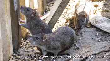 Rats will 'abandon' bins if you add 89p Aldi item that is a natural rat repellent