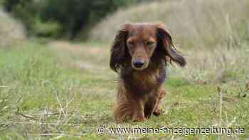 Was Ihr Hund Ihnen mit den Augen sagt – die wenigsten Halter kennen diese Signale