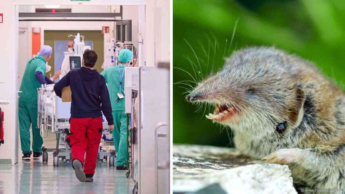 Diese kleine Maus kann zum Tod führen: Landkreis Mühldorf gibt Tipps zum Bornavirus