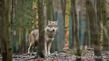 Wolf in Oberbayern darf abgeschossen werden: Jetzt werden Regeln für Jäger definiert