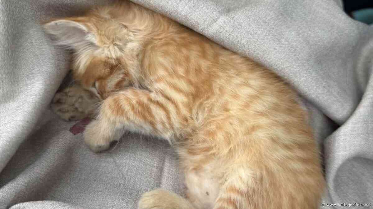 Gatto di pochi mesi lanciato fuori dal finestrino di un’auto. I volontari sotto choc: “Pensiamo che solo una persona molto malata possa commettere un gesto simile”