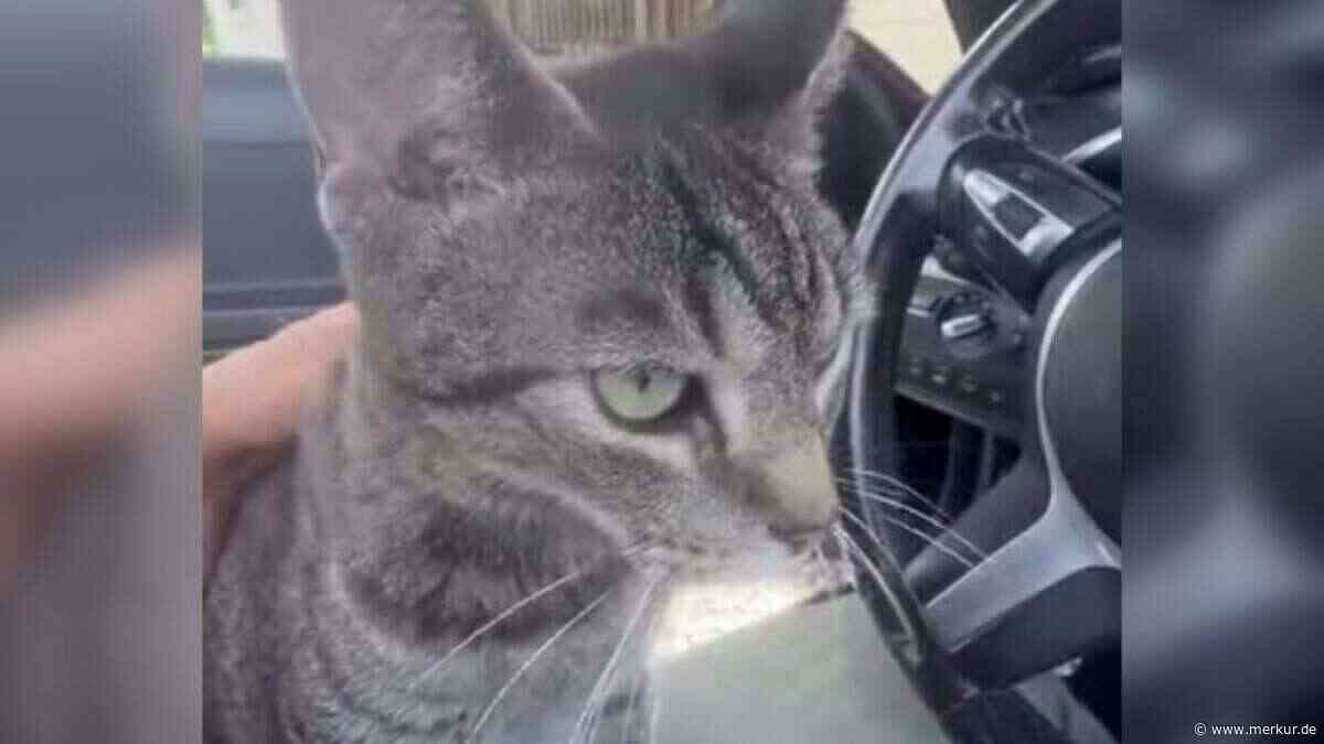 160 Kilometer bei 110 km/h: Kater überlebt Horrortrip auf dem Autodach