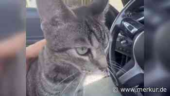160 Kilometer bei 110 km/h: Kater überlebt Horrortrip auf dem Autodach