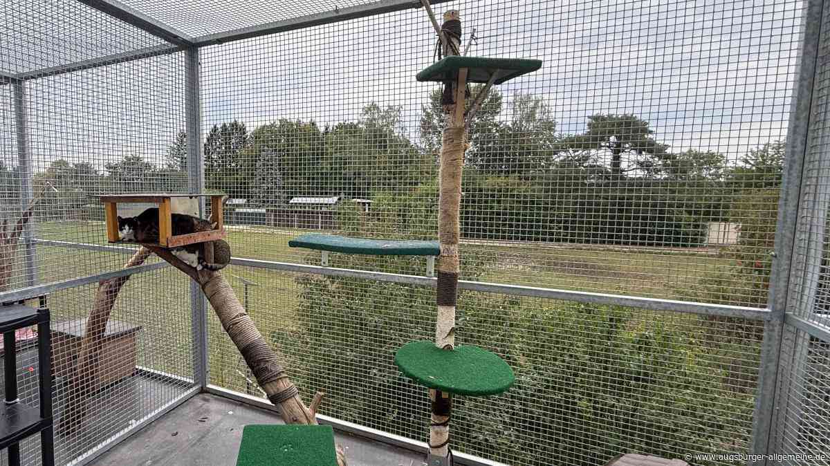 Zimmer mit Balkon und Ausblick: Wo Straßenkatzen die Chance auf ein neues Leben bekommen