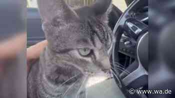 160 Kilometer bei 110 km/h: Kater überlebt Horrortrip auf dem Autodach