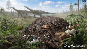 The biggest dinosaurs couldn't sit on their eggs. Scientists say they did this instead