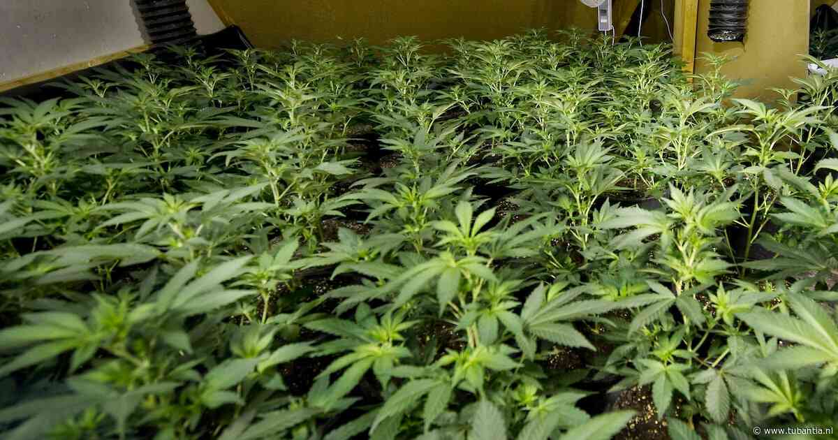 Twentenaren krijgen plots lange celstraf voor grootschalige hennepteelt: ‘Grof geld verdiend’